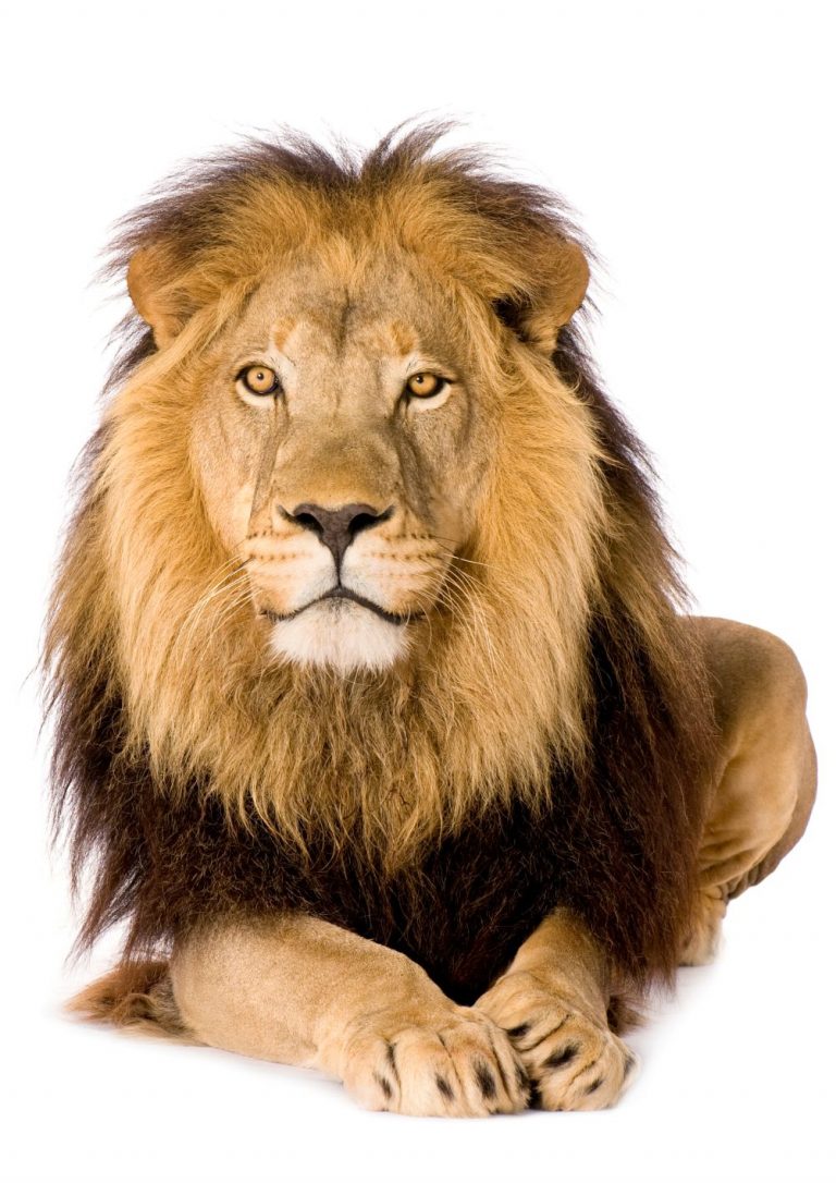 Lion, Panthera leo in front of a white background