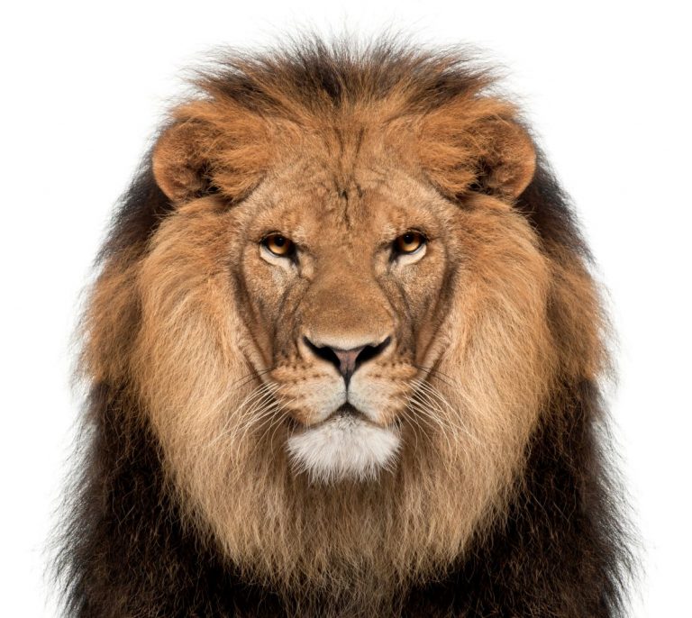 Close up of lion, Panthera leo, 8 years old, in front of white background