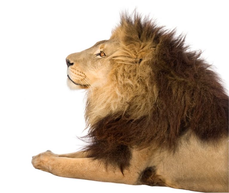 Lion, Panthera leo in front of a white background