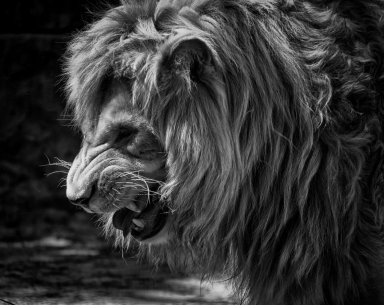 Lion