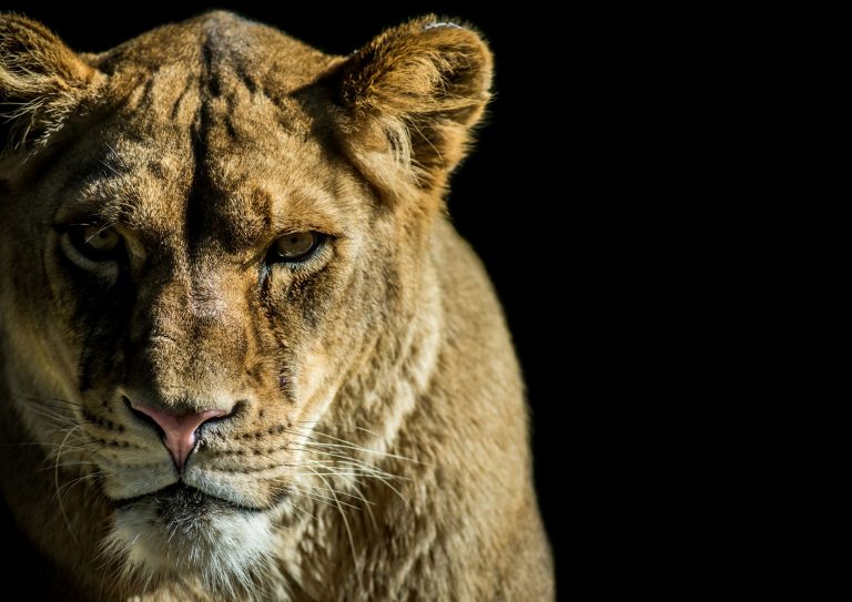 lioness portrait on black background with copy space