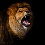 Portrait of a Beautiful lion, furious lion in dark