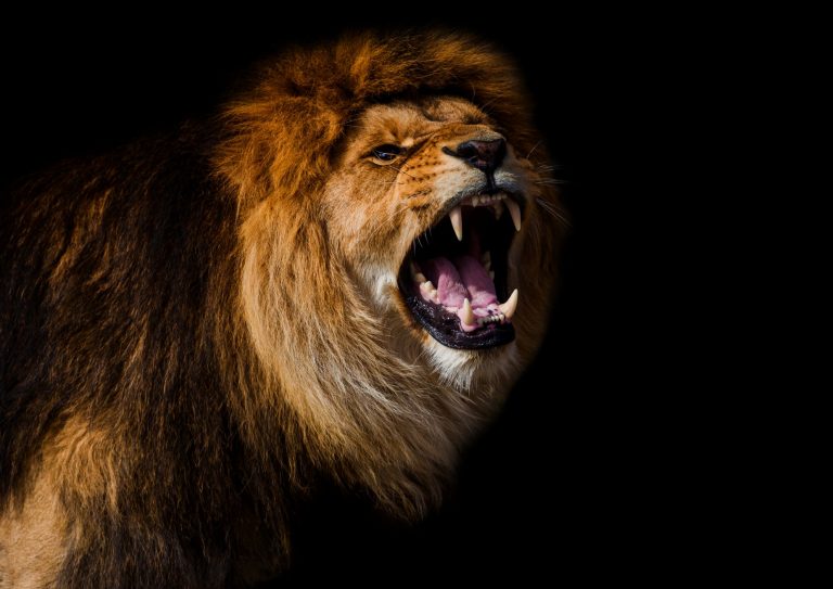 Portrait of a Beautiful lion, furious lion in dark