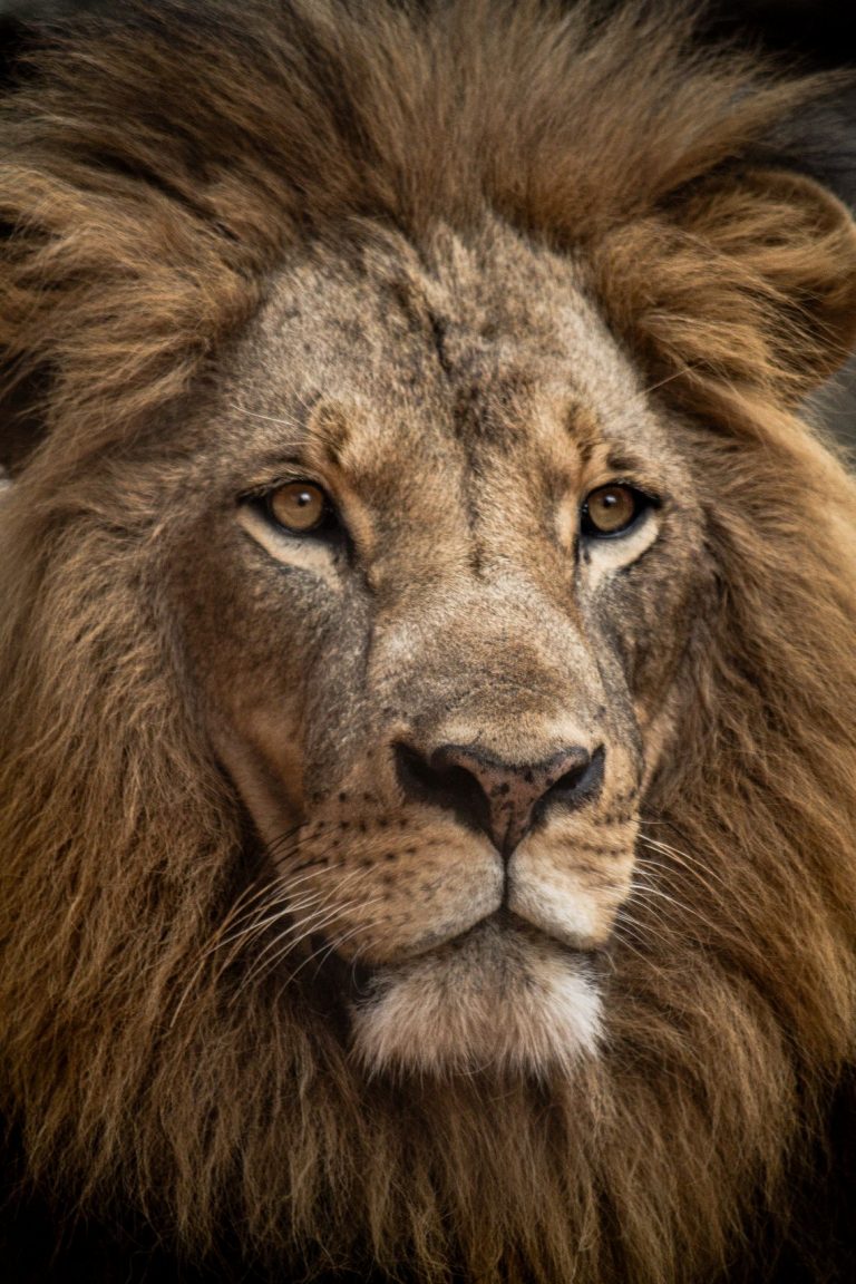 Lion Wallpaper (49)