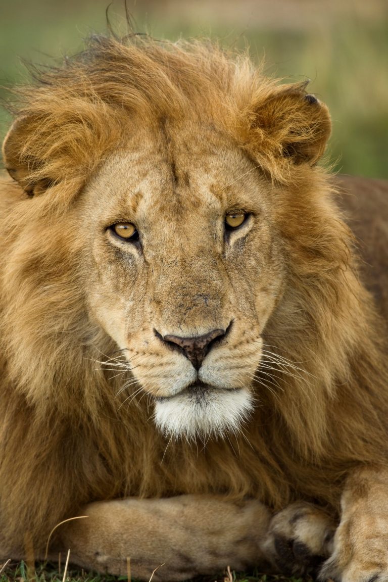 Close up portrait of Lion, Serengeti National Park, Serengeti, Tanzania, Africa