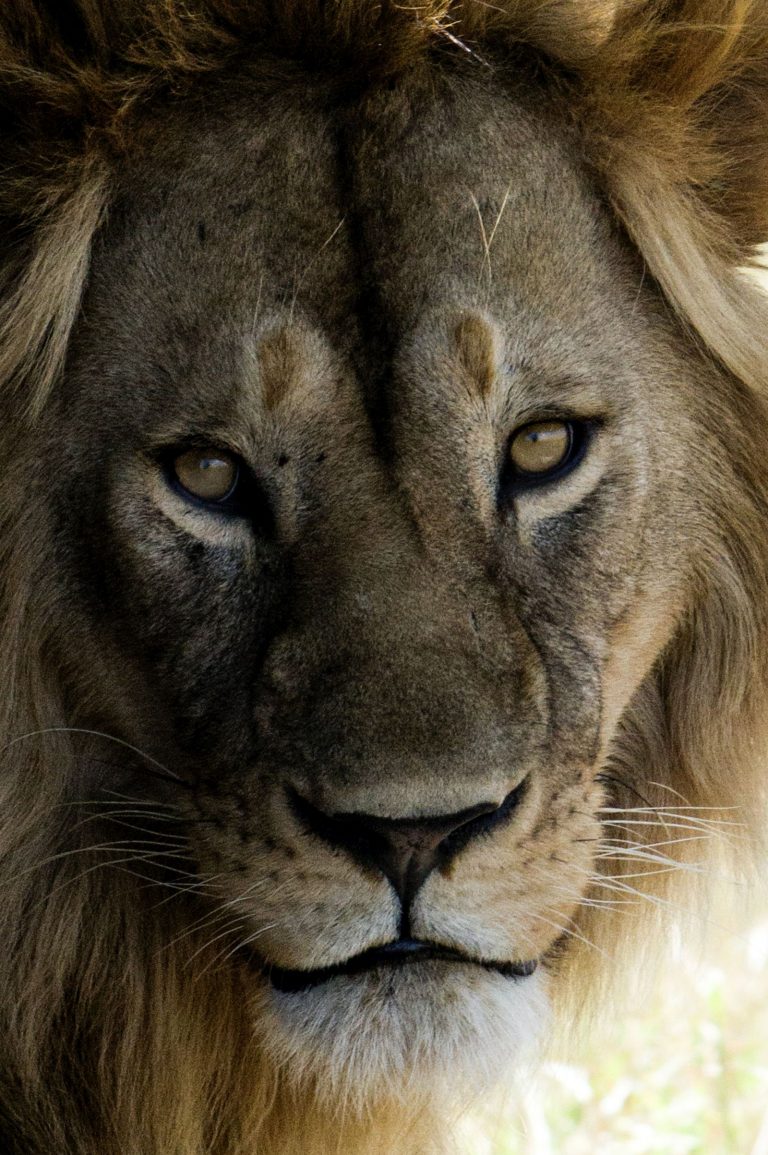 Lion Wallpaper (54)