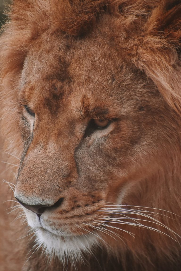 Lion Wallpaper (55)