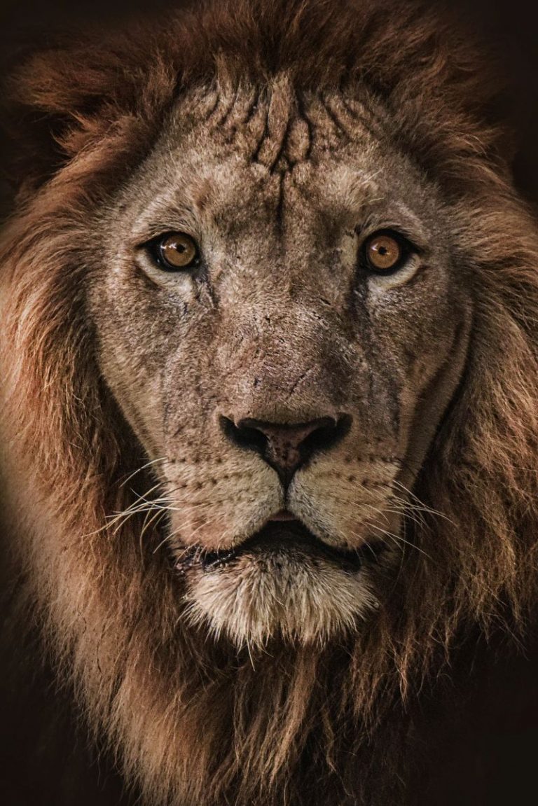 Lion Wallpaper (58)