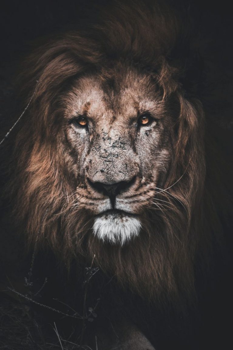 Lion Wallpaper (59)