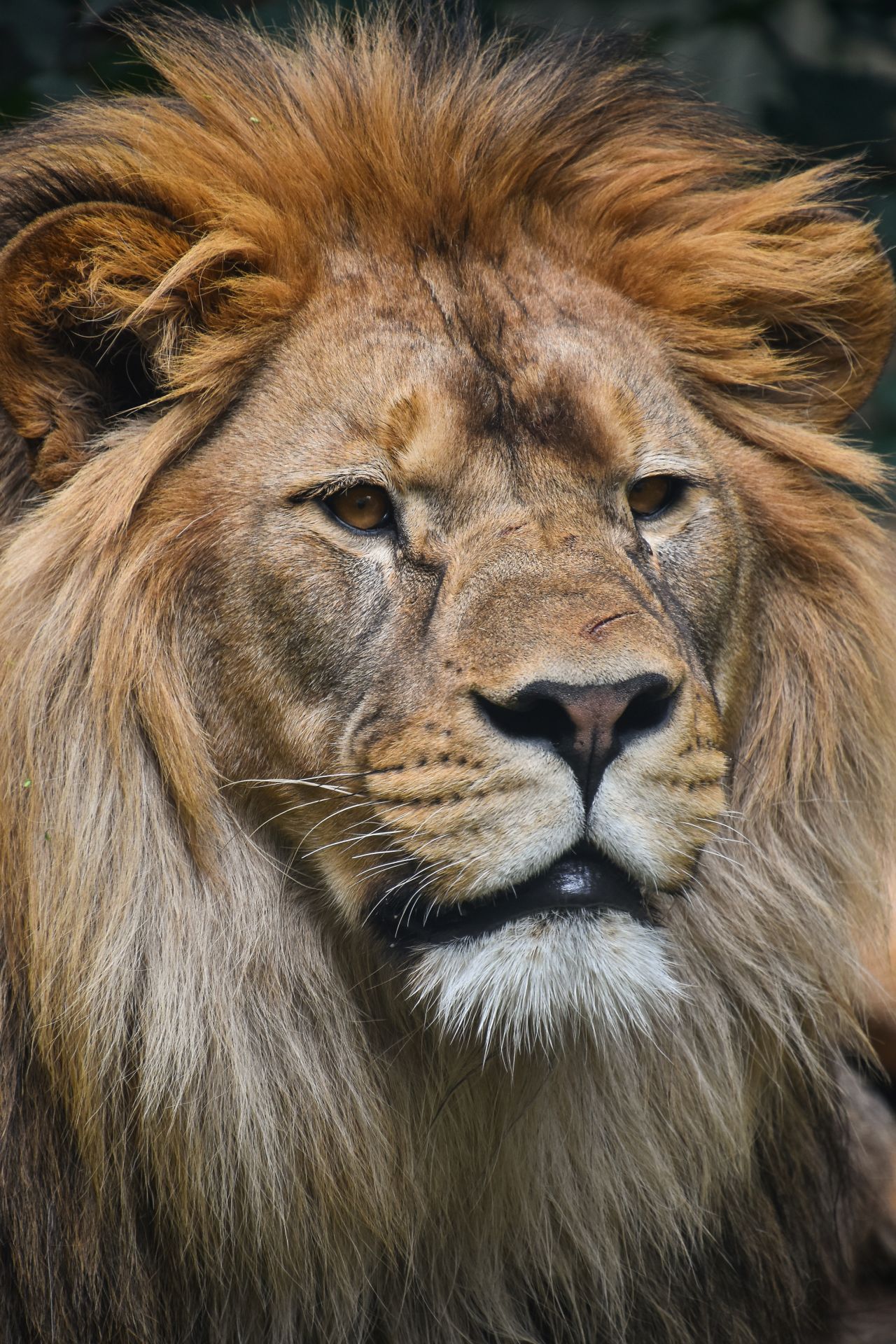 Close up portrait of male African lion