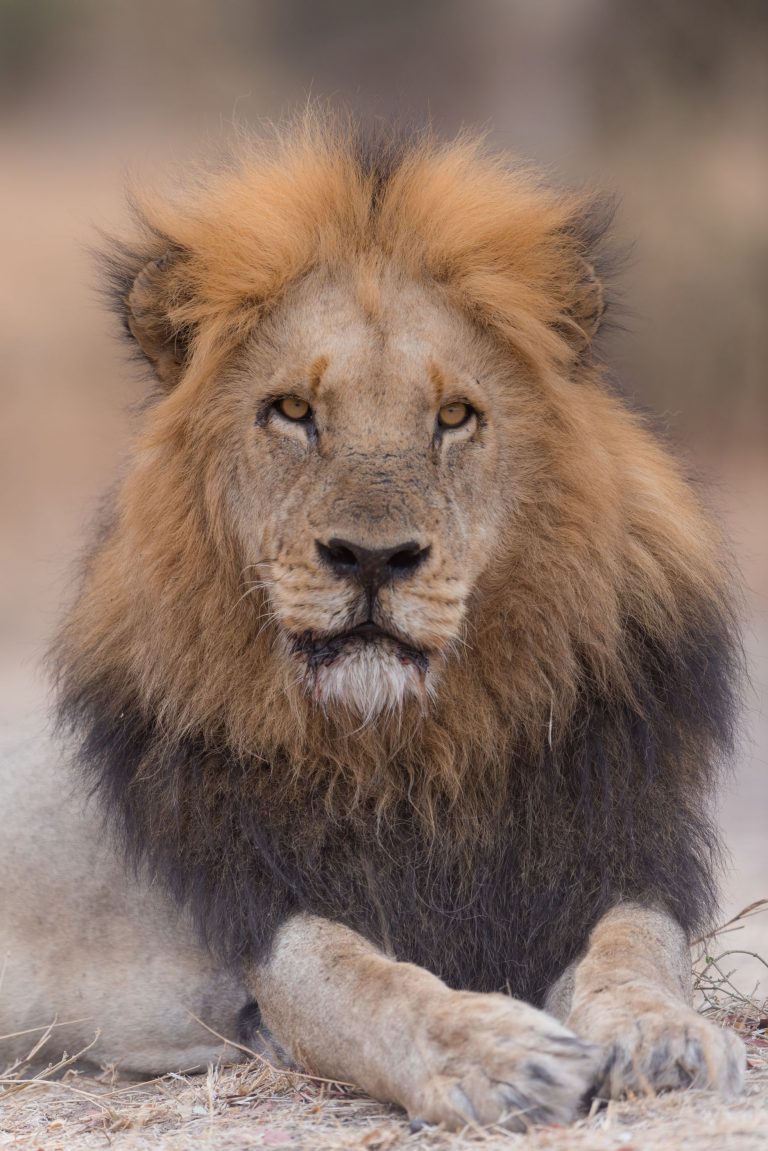 Vertical shot of a lion laying down on the ground while looking towards the camera