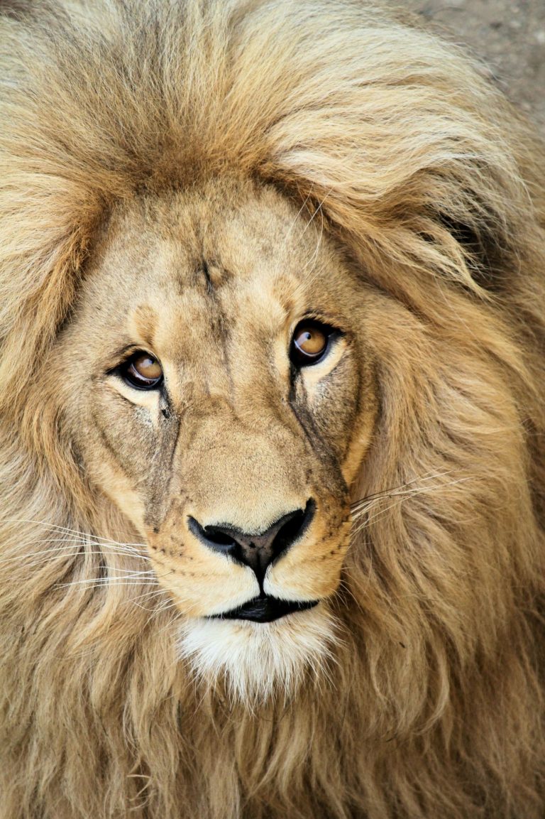 Lion Wallpaper (61)