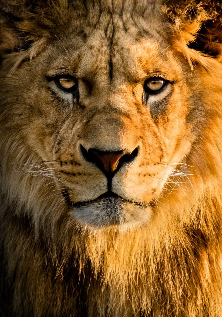 Lion Wallpaper (63)