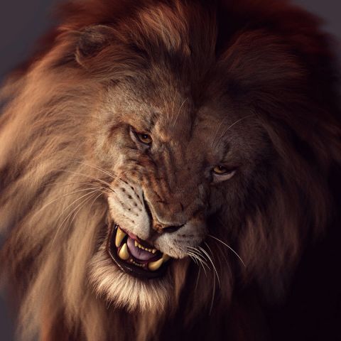 Lion Wallpaper (66)