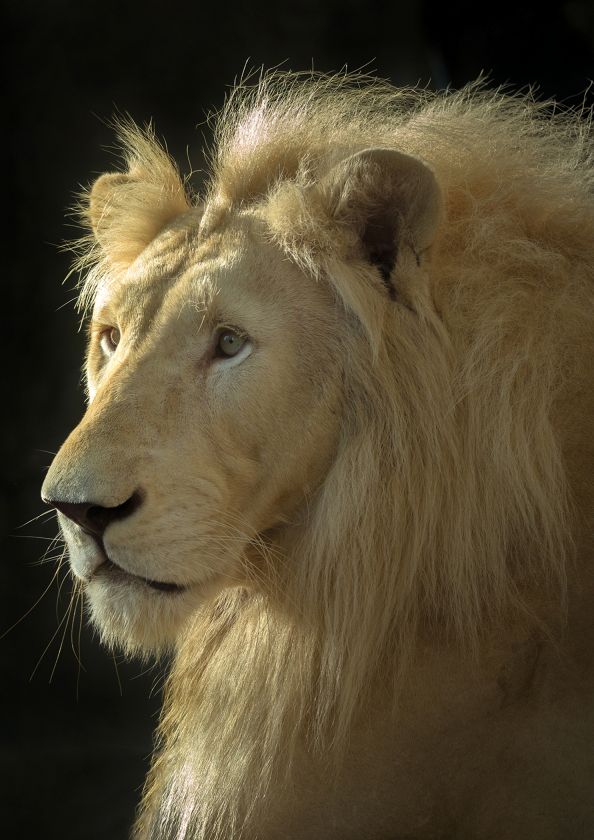 The face of the White Lion male on a black background