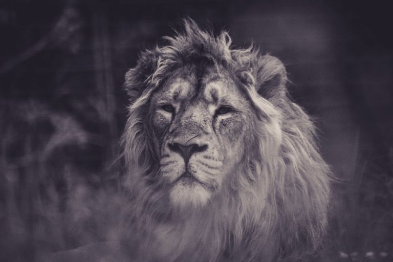 Lion Wallpaper (74)