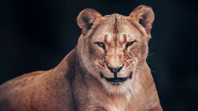 The lioness smiles slyly A formidable predator