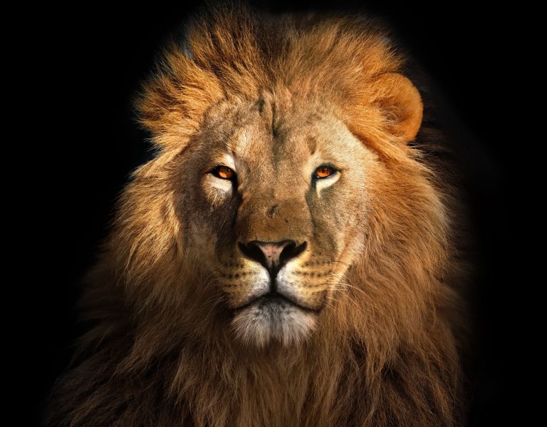 Lion Wallpaper (82)