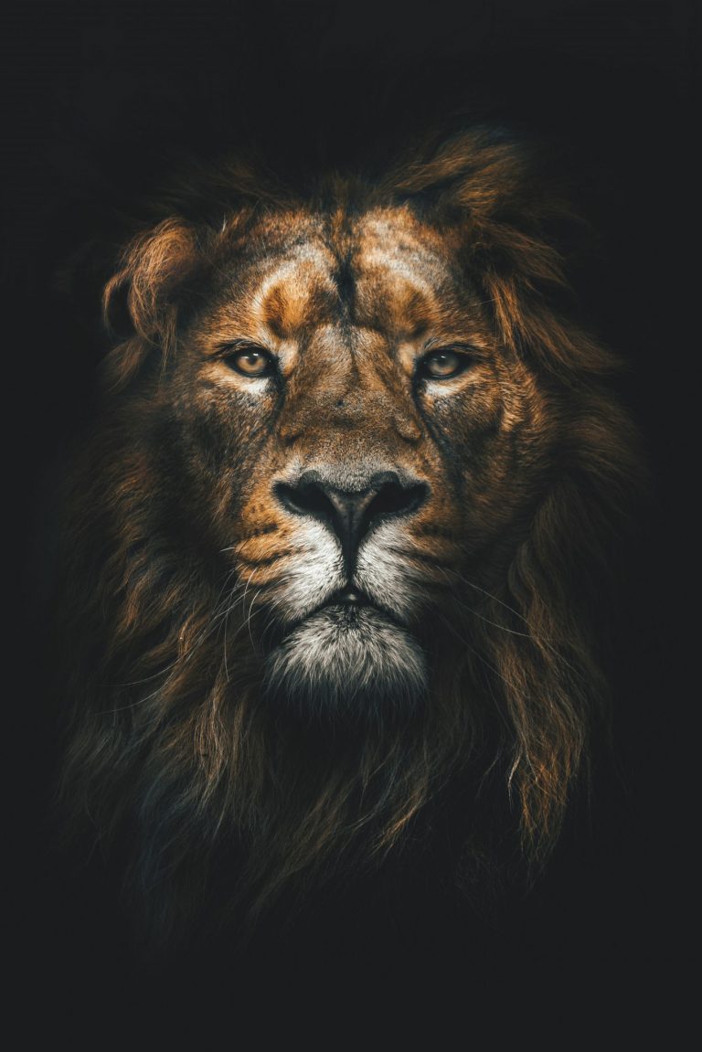 Lion Wallpaper (84)