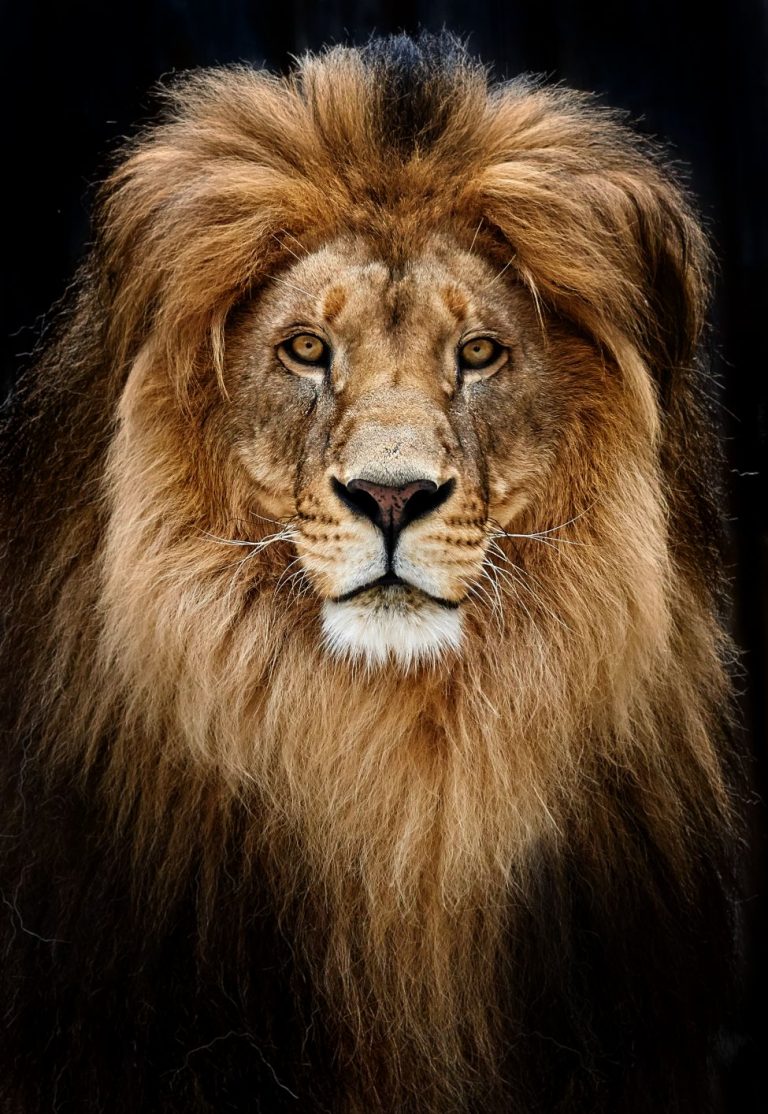 Portrait,Of,A,Beautiful,Lion,,Lion,In,Dark