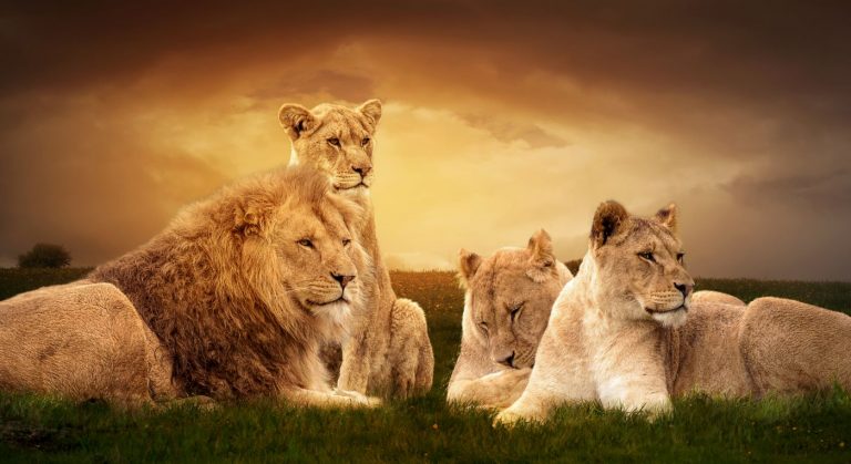 Photo,Manipulation,Of,African,Lions,Resting,At,Sunset,In,The