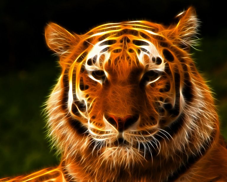 Tiger Wallpaper (10)