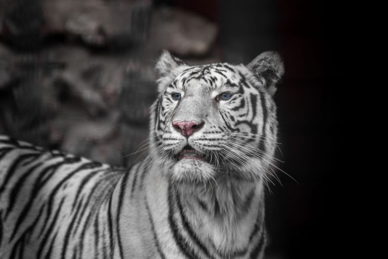 Tiger Bengal white variation Beautiful female white tiger