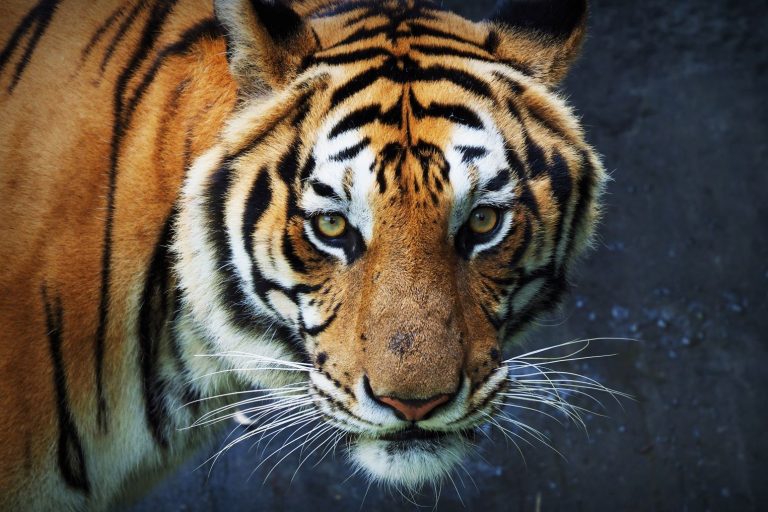 Tiger in Thailand zoo