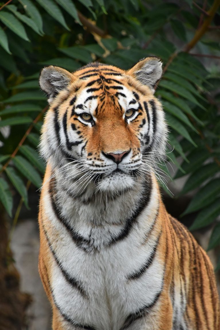 Close up portrait of Siberian Amur tiger