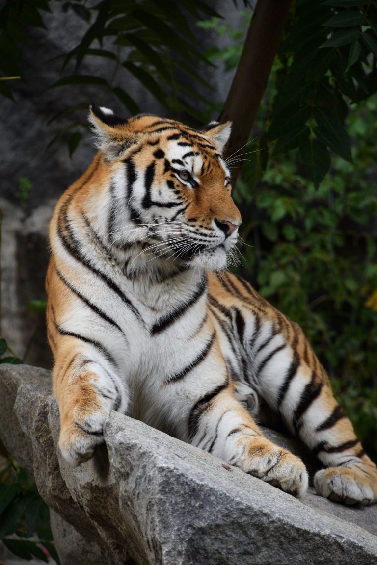 Close up portrait of Siberian Amur tiger