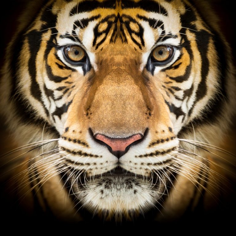 Siberian tiger face