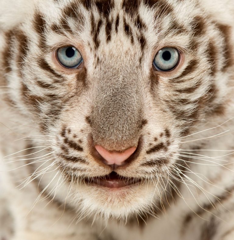 Close up of a White tiger cub (2 months old)