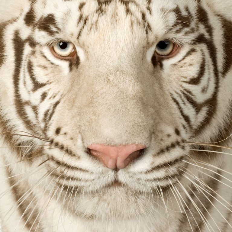 White Tiger (3 years) in front of a white background