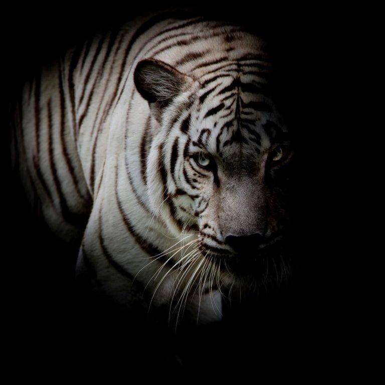 White tiger isolated on black background