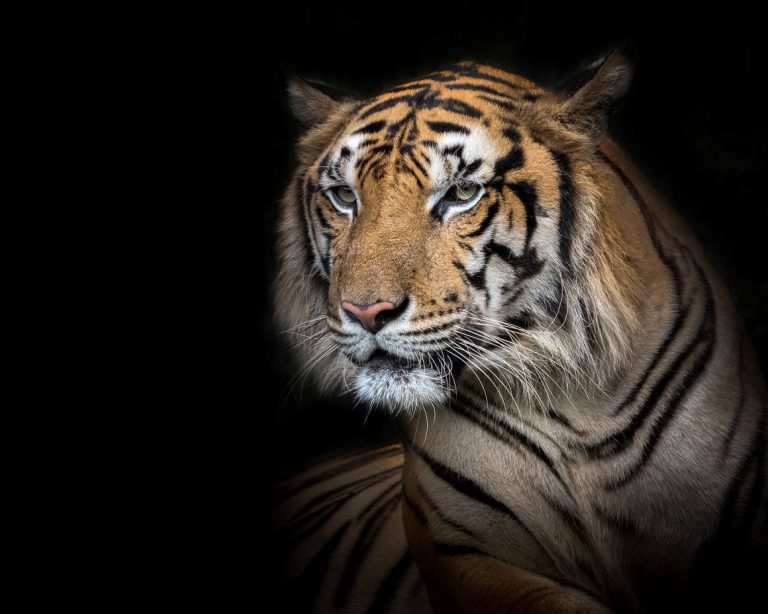 Sumatran tiger male on a black background