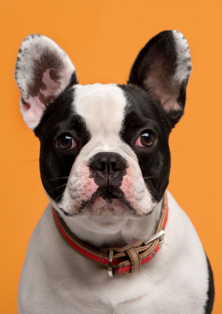 Close up of a French Bulldog in front of an orange