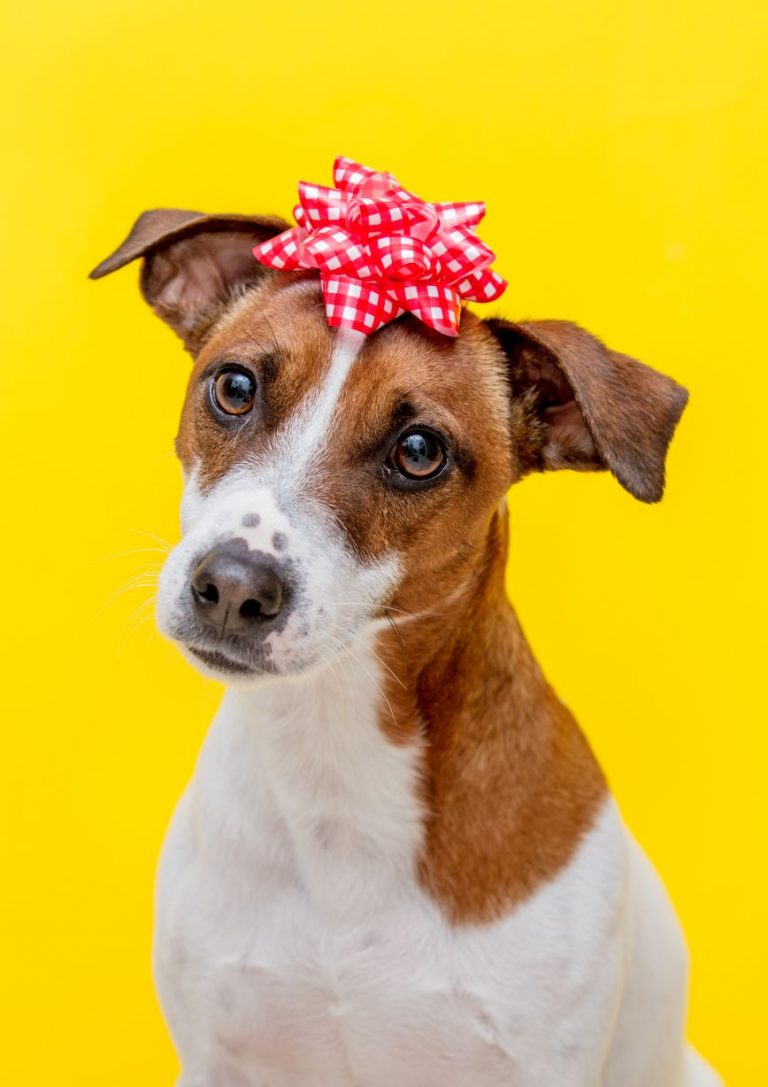 Jack Russell Terrier dog with bow