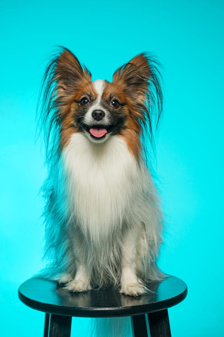 Studio portrait of a small yawning puppy Papillon