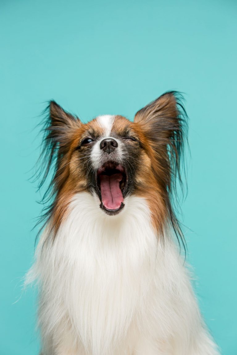 Studio portrait of a small yawning puppy Papillon