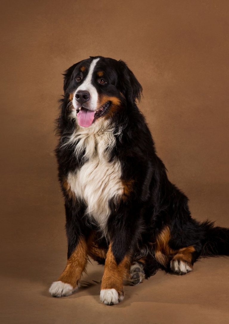 Bernese mountain dog sitting in studio on brown blackground and looking at camera