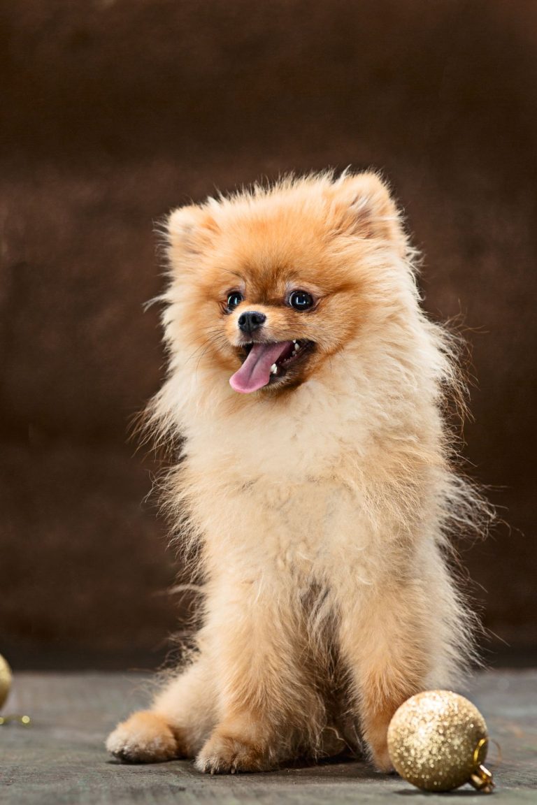 Spitz dog in studio on a neutral background