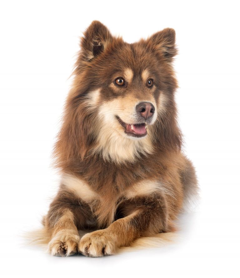 Finnish Lapphund in studio