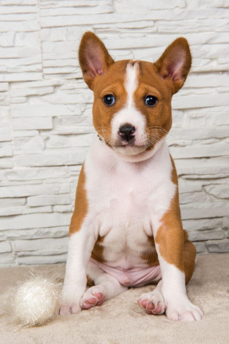 Funny Basenji puppy dog with white ball or snowball basket