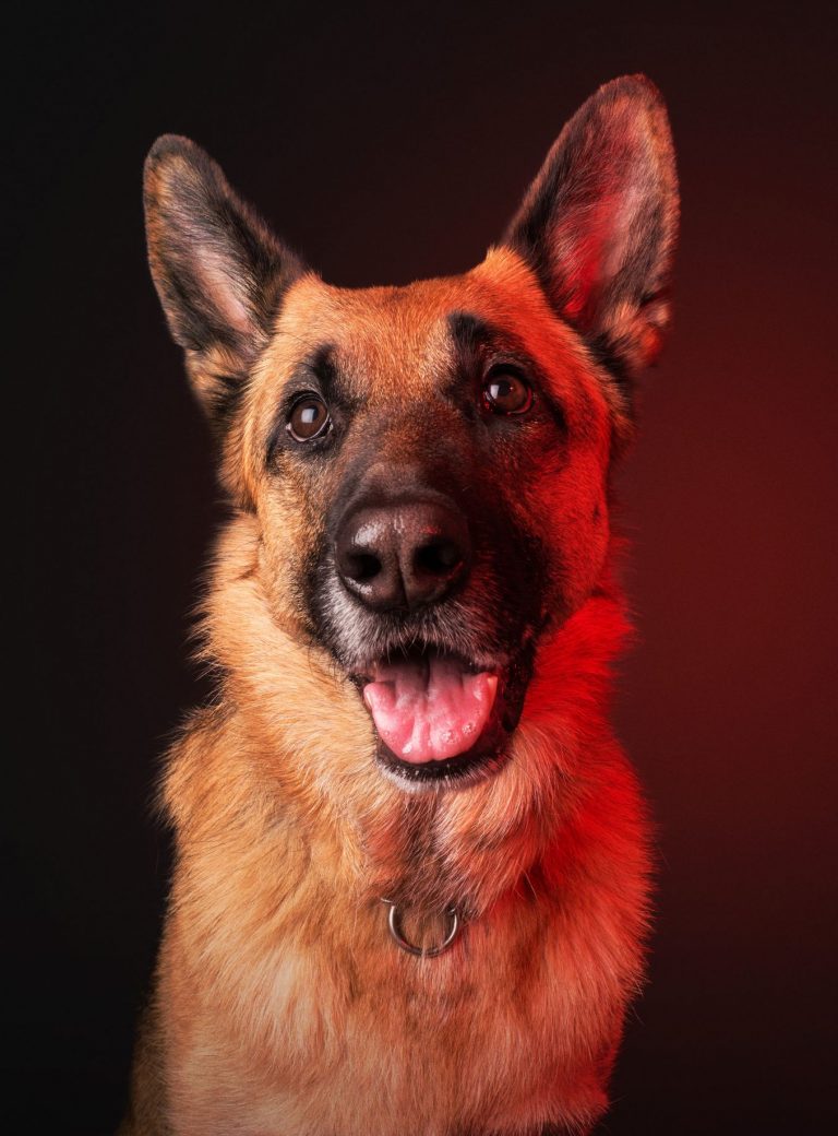 Vertical portrait of a domestic cute German Shepherd type of dog on a dark red background