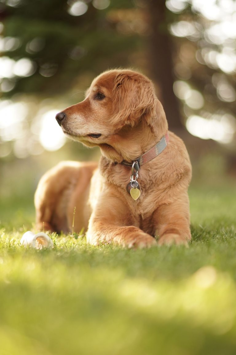 Vertical closeup shot of cute Golden retriever looking right on sunny day with blurred background