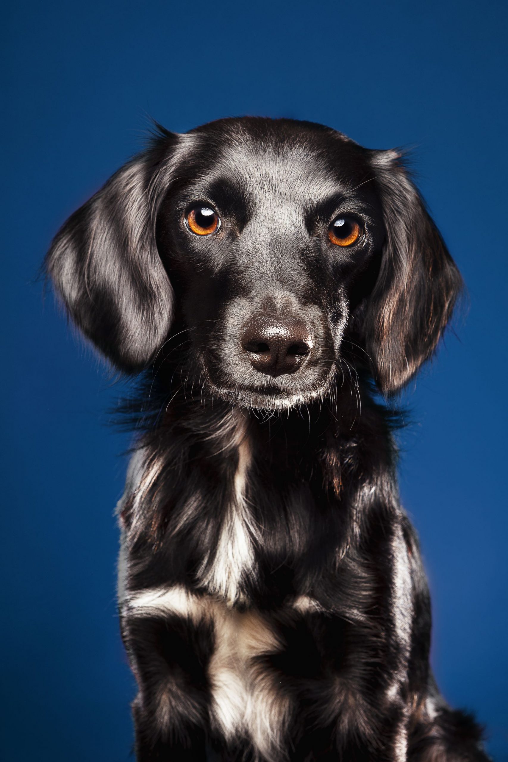 Closeup shot of a cute dog on a blue background