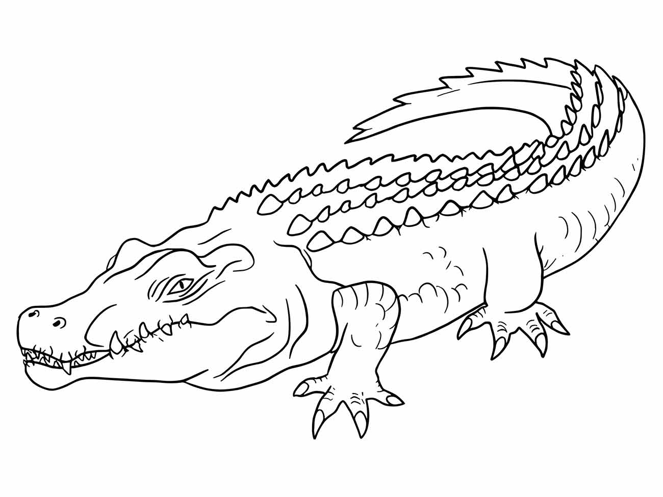 Alligator coloring page (22)