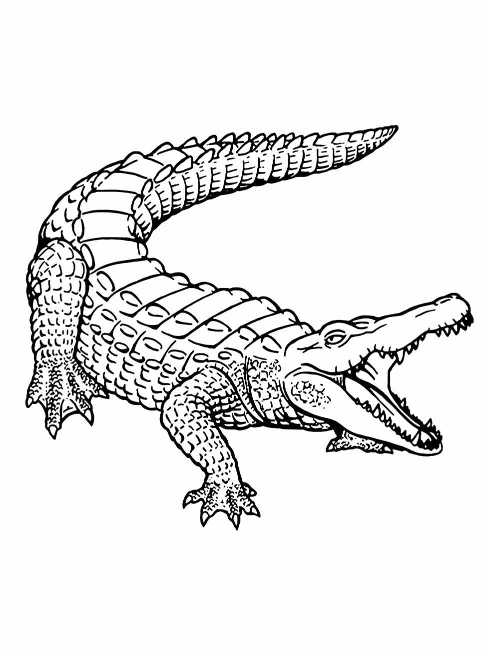 Alligator coloring page (30)