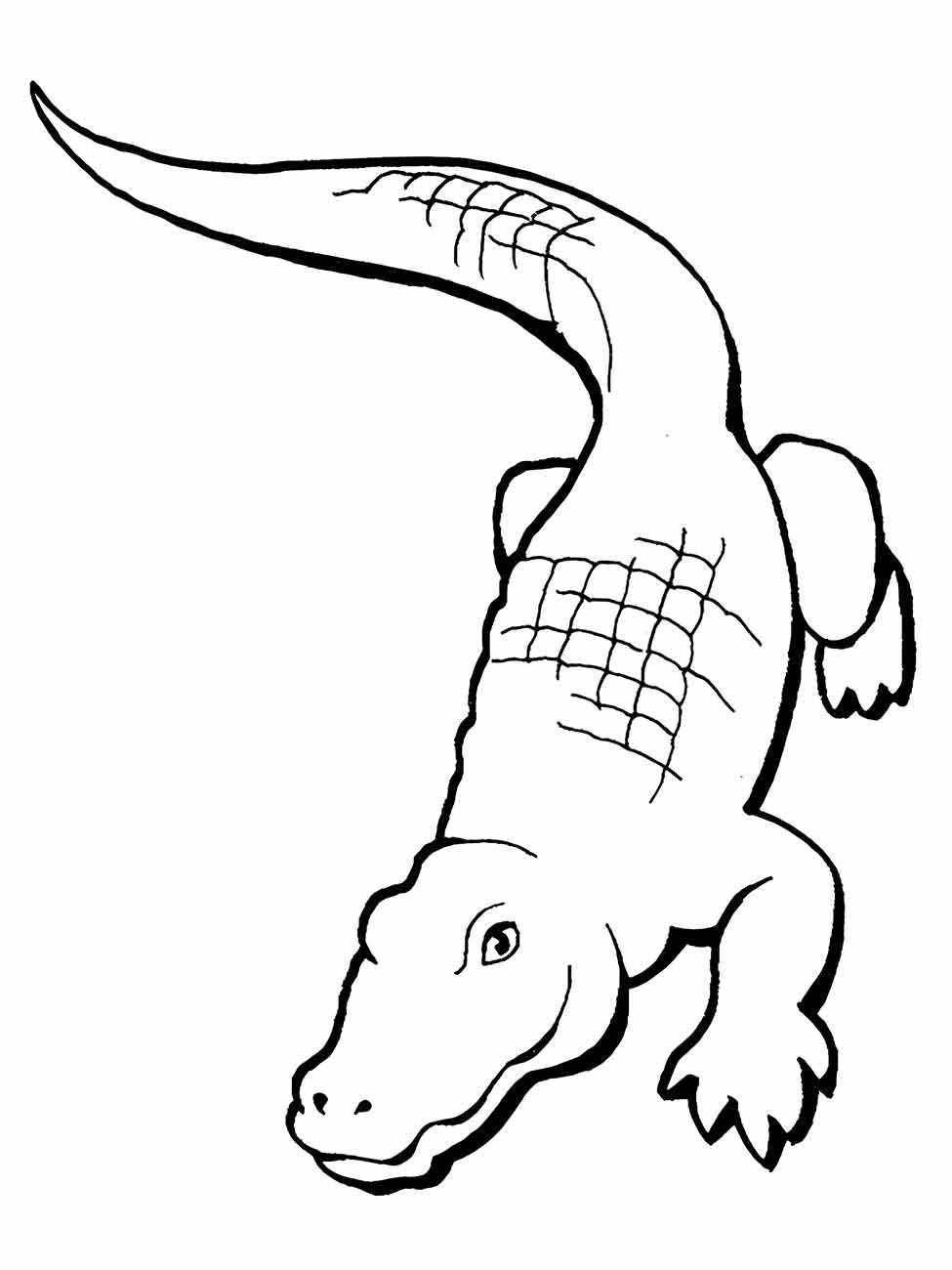 Alligator coloring page (31)