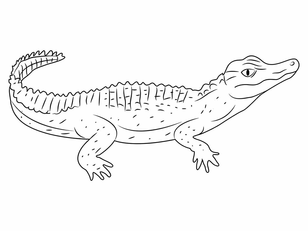 Alligator coloring page (36)